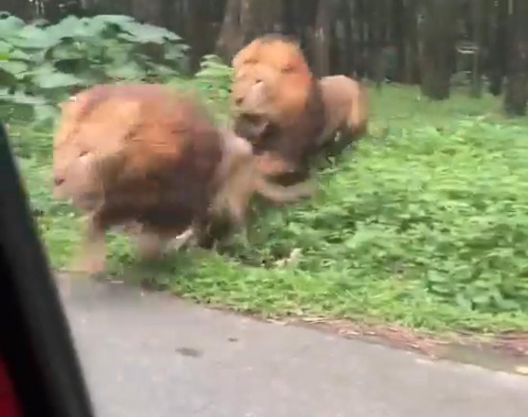 taman safari tugu jatim