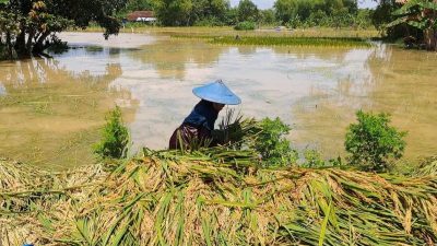 harga gabah tugu jatim