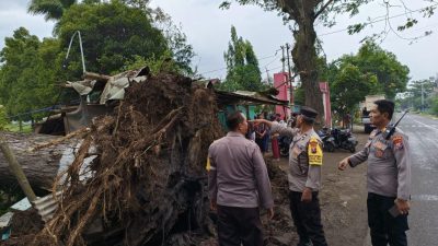 3 Warung Rusak Parah Tertimpa Pohon Jumbo Tumbang di Winongan Pasuruan