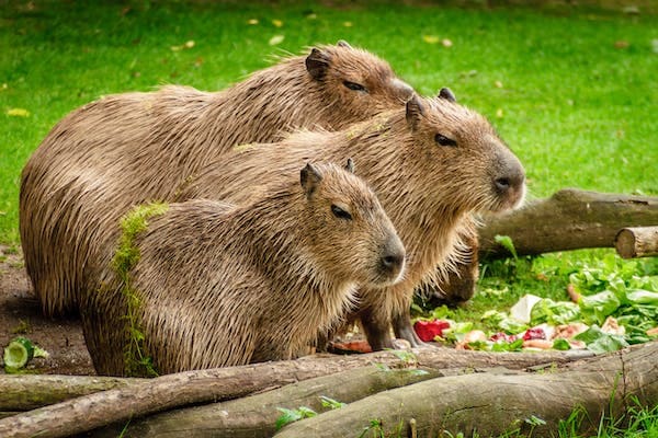 Hewan Capybara.