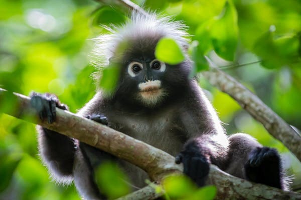 Populasi lutung Jawa.