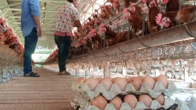 Sepekan Puasa, Harga Telur Ayam hingga Bawang Putih di Tuban Naik Signifikan
