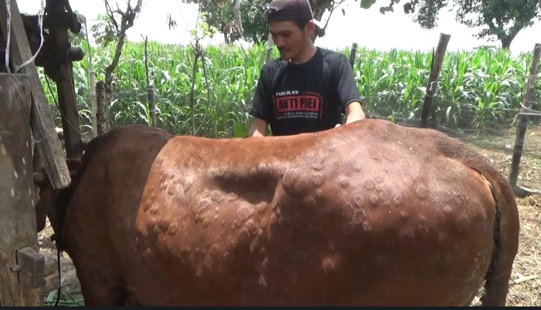 lumpy skin disease tugu jatim