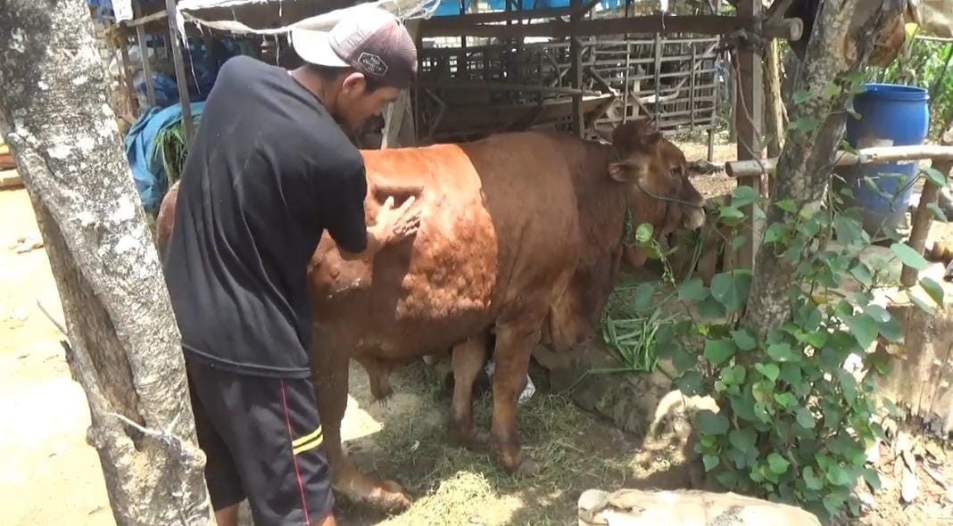 Sapi Terpapar Lumpy Skin Disease Aman Dikonsumsi Dagingnya 2 lumpy skin disease tugu jatim