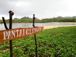 Pantai Clungup, Rasakan Keunikan Alam yang Terjaga di Kawasan Mangrove