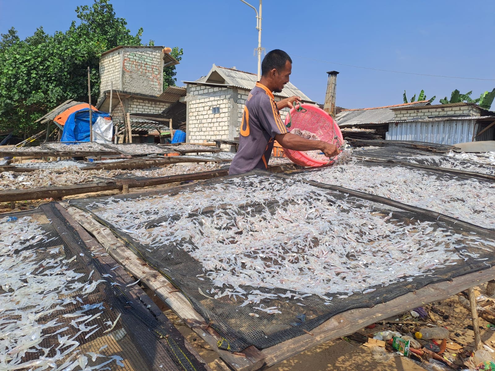Produsen ikan asin di Tuban.