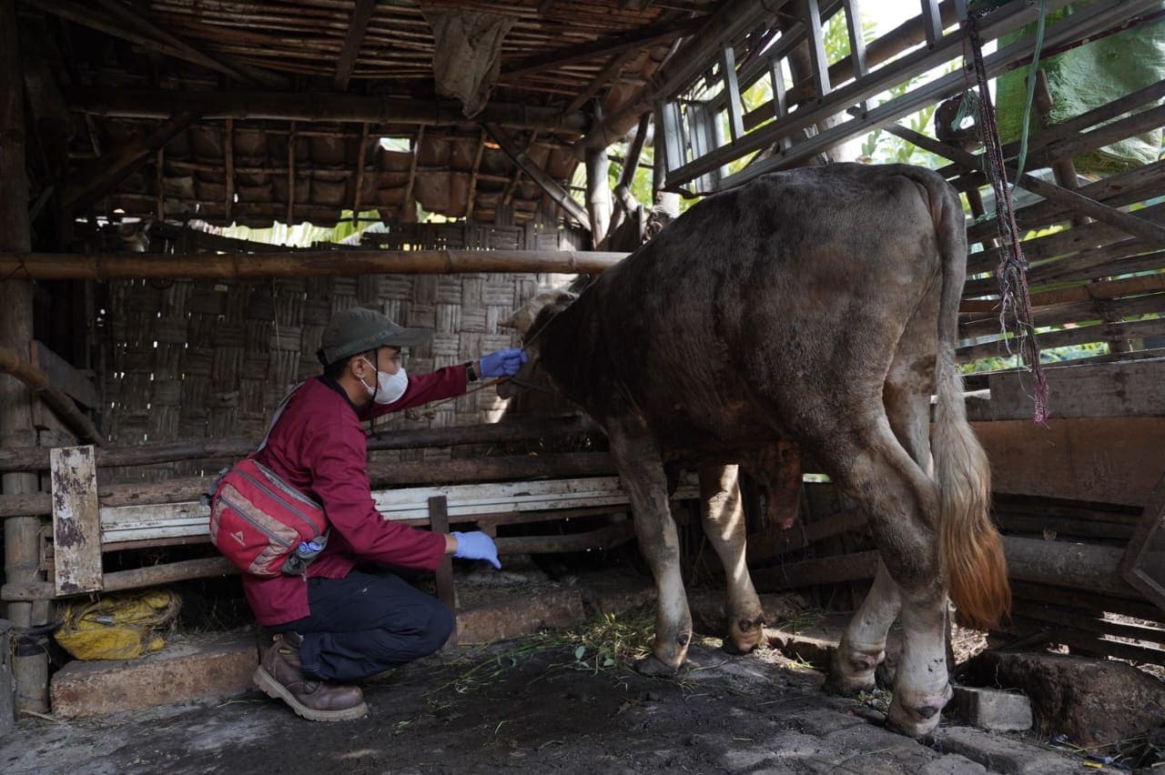 Cara Atasi Penyakit Lato-Lato atau LSD pada Ternak, Ini Tips Dinas Pertanian Tuban 2 Penyakit lato-lato di Tuban.