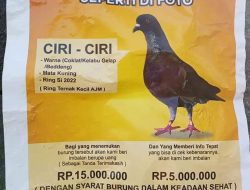 Sayembara Cari Burung Merpati Balap yang Hilang di Pasuruan, Berhadiah Rp15 Juta