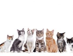 5 Rekomendasi Ras Kucing Rumahan yang Bisa Dipelihara