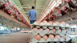 Harga Telur Ayam di Tuban Masih Mahal, Imbas Harga Pakan Melambung