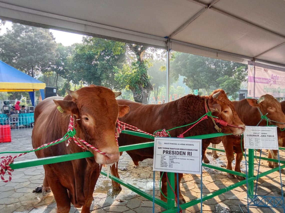 Sapi jumbo Presiden Jokowi.