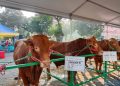 Sapi jumbo Presiden Jokowi.