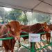 Sapi jumbo Presiden Jokowi.
