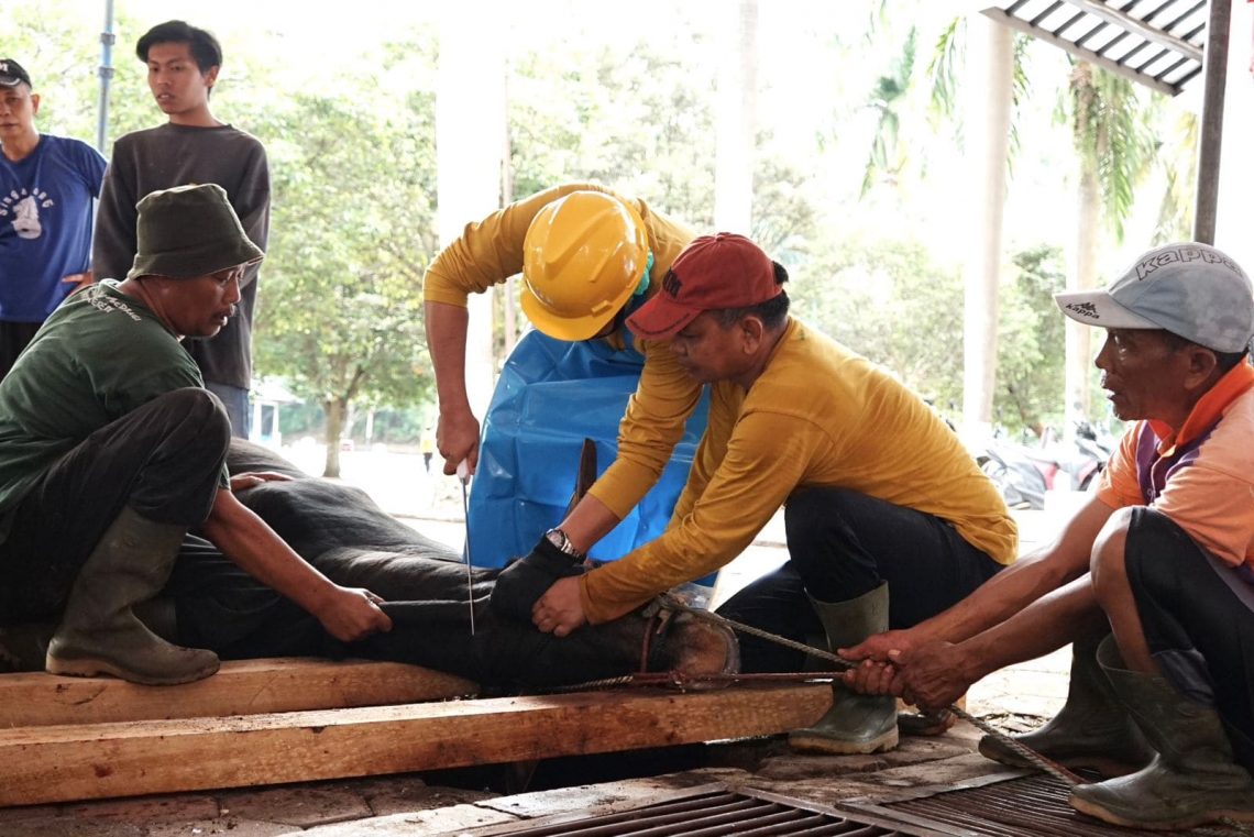 Jaga Kondisi Tetap Aman, Kampus UMM Gelar Kurban Berkonsep Green dan Halal 1 Kampus UMM.
