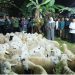 Baru Diresmikan, Masjid Raya Islamic Center Surabaya Terima Ratusan Hewan Kurban untuk 1.800 Warga 8 Masjid Raya Islamic Center.