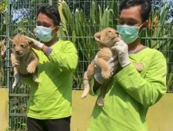 2 Singa Afrika Lahir di Kebun Binatang Surabaya