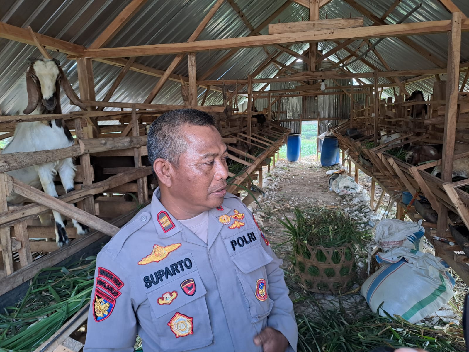 Mengintip Hobi Beternak Kambing Kasat Polairud Polres Tuban, Iptu Suparto