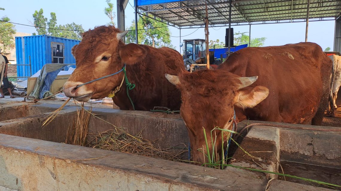 Hewan Ternak dan Kurban Disebut Bisa Terjangkit Virus Rabies 1 rabies tugu jatim