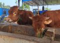 rabies tugu jatim