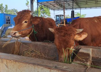 rabies tugu jatim