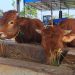 rabies tugu jatim