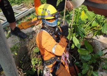 anak kucing tugu jatim