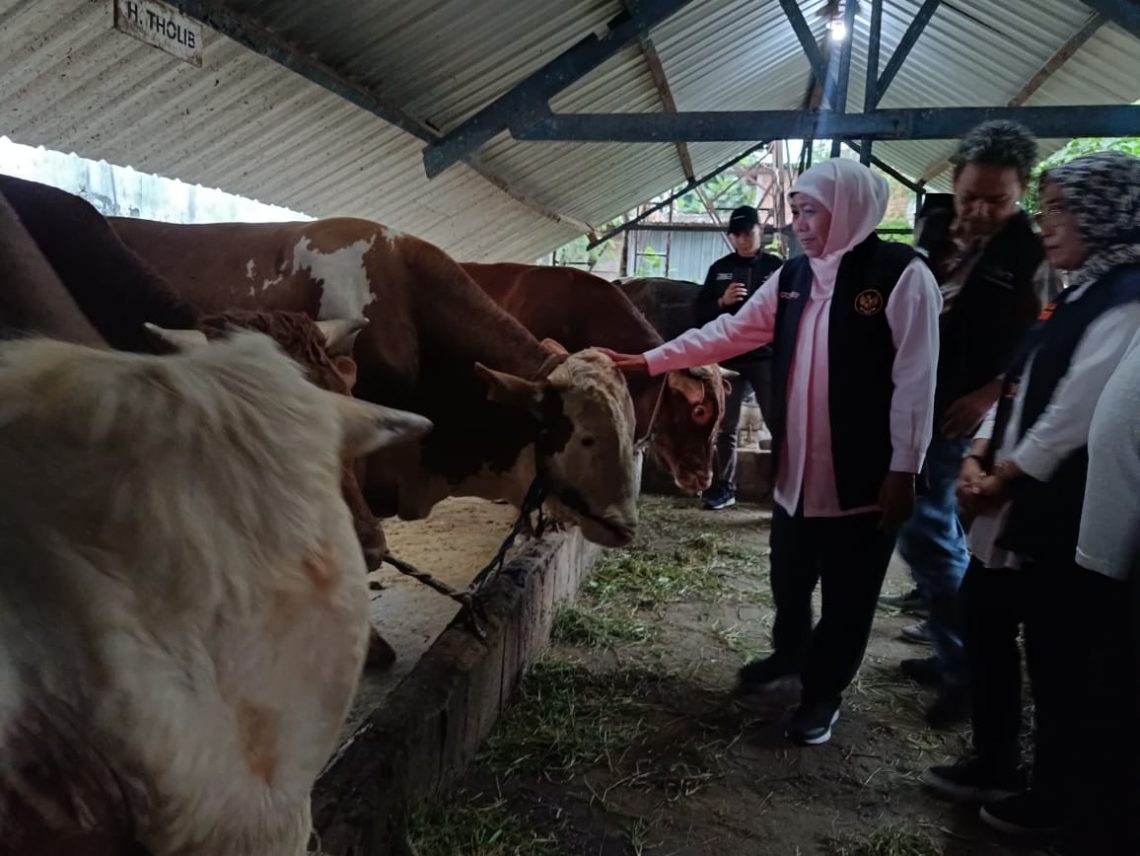 animal walfare tugu jatim