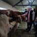 Gubernur Jatim Ingatkan Prinsip Animal Walfare Saat Sembelih Hewan Kurban 9 animal walfare tugu jatim