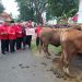 Momen Iduladha 2023, DPC PDIP Kota Malang Sembelih Sapi hingga Kambing 8 DPC PDIP Kota Malang.