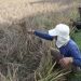 Serangan Hama Wereng, Ratusan Hektare Tanaman Padi Tuban Gagal Panen 8 Hama wereng.