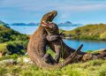 Pulau Komodo NTT.
