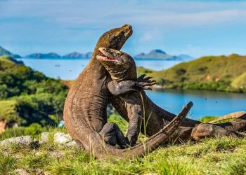 Pulau Komodo NTT.
