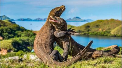 Pulau Komodo NTT.