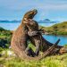Nikmati View Menakjubkan Pulau Komodo NTT, Langka Wisatawan Disambut Tarian Lumba-Lumba 8 Pulau Komodo NTT.