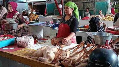 harga ayam potong tugu jatim