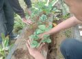 KKN Universitas Negeri Malang Peduli Kesehatan Lingkungan Lewat Pembangunan Toga