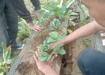 KKN Universitas Negeri Malang Peduli Kesehatan Lingkungan Lewat Pembangunan Toga