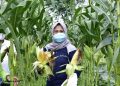 Pemkot Surabaya Manfaatkan Aset Lahan Nganggur untuk Antisipasi Elnino 2 pemkot surabaya tugu jatim