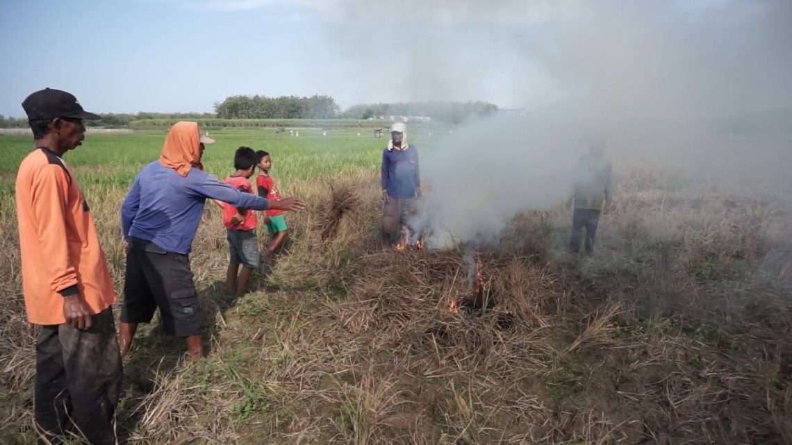 Frustrasi Padi Diserang Hama Wereng, Petani Tuban Luapkan Emosi Nekat Bakar Ludes Tanaman 1 Petani Tuban.