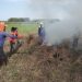 Frustrasi Padi Diserang Hama Wereng, Petani Tuban Luapkan Emosi Nekat Bakar Ludes Tanaman 9 Petani Tuban.