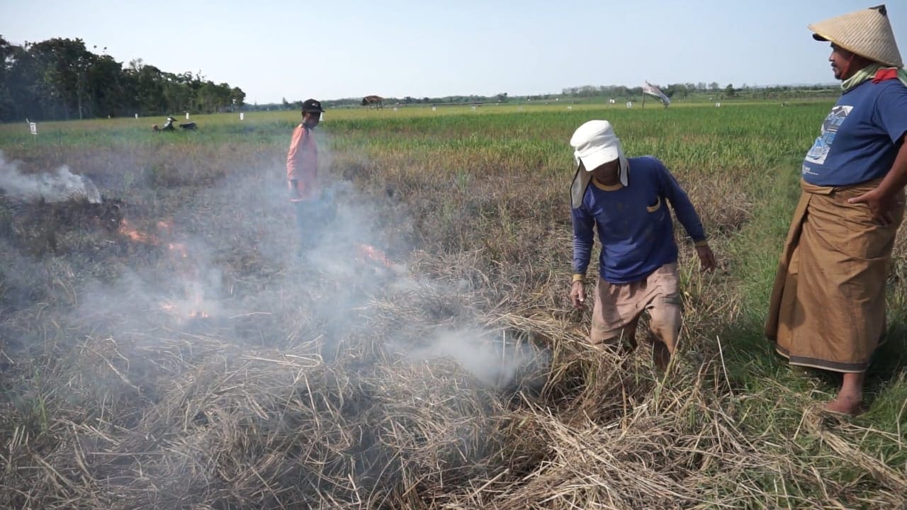 Petani Tuban bakar padi.