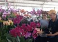 Kontes Kecantikan Ribuan Bunga Anggrek di Pasuruan Orchids Festival, Harga Jual Setara Motor Sport 5 Pasuruan Orchids Festival.