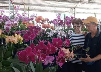 Kontes Kecantikan Ribuan Bunga Anggrek di Pasuruan Orchids Festival, Harga Jual Setara Motor Sport 1 Pasuruan Orchids Festival.
