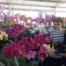 Pasuruan Orchids Festival.