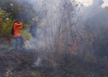 Lahan hutan.