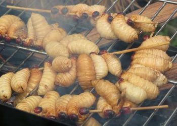 Kuliner ekstrem.