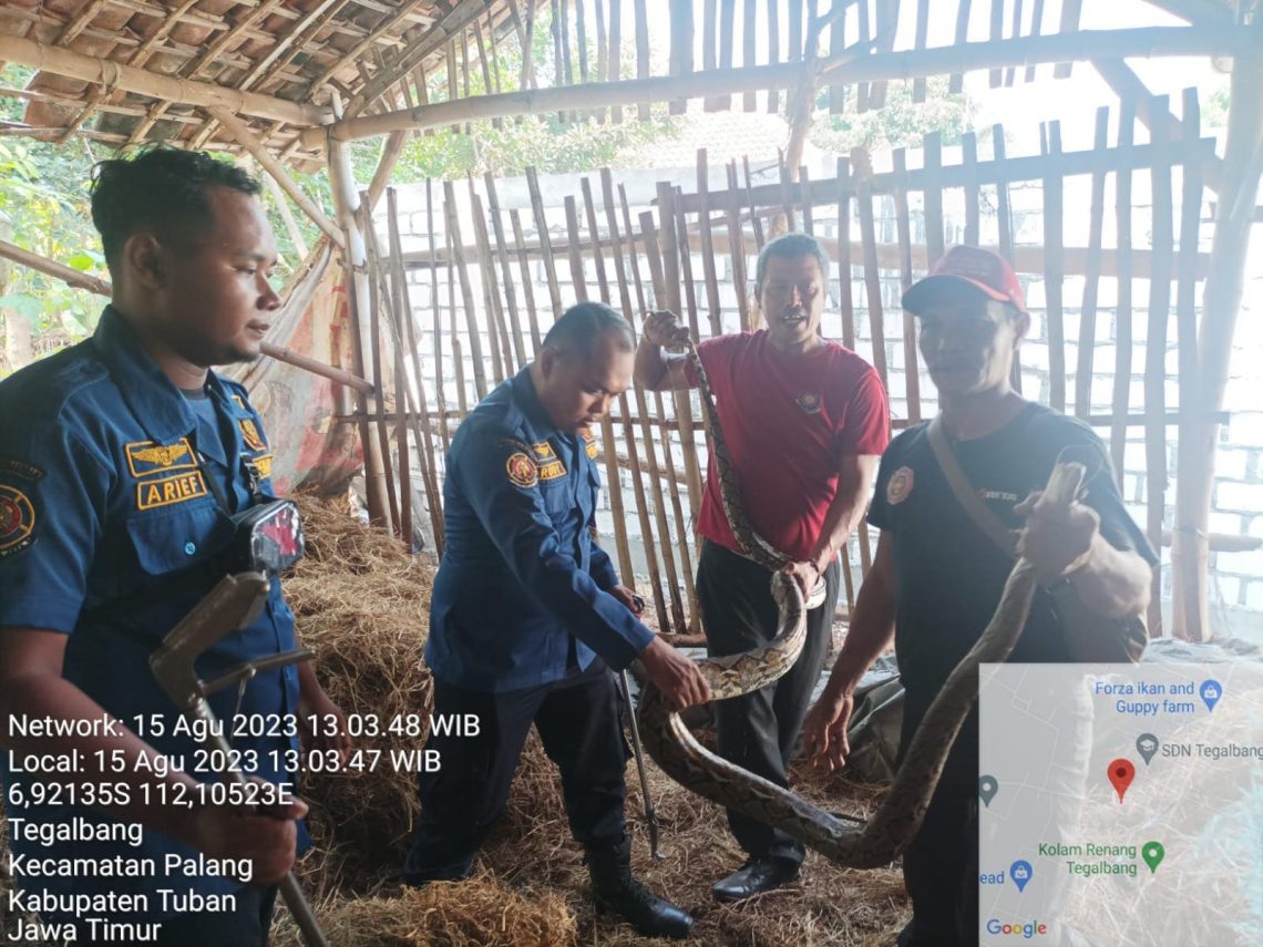 Teror Warga Tuban, Seekor Ular Piton Jumbo Sembunyi di Tumpukan Jerami 1 Ular piton.