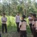SMPIT Insan Permata Malang.