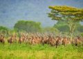 Wisata Taman Nasional Baluran Banyuwangi, Suguhi Indahnya Savana dan Satwa Liar Berjuluk Africa Van Java 3 Taman Nasional Baluran.