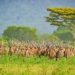 Wisata Taman Nasional Baluran Banyuwangi, Suguhi Indahnya Savana dan Satwa Liar Berjuluk Africa Van Java 11 Taman Nasional Baluran.